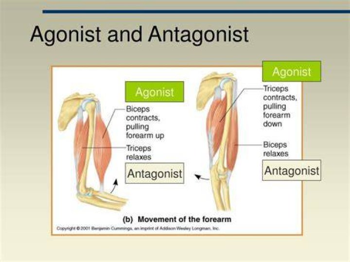 What is antagonist and agonist muscles?