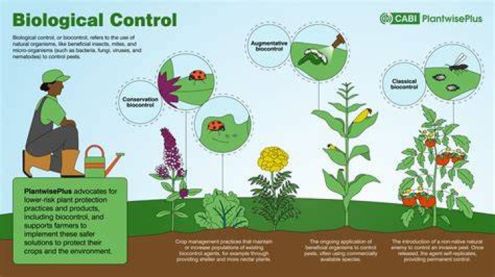 What is biological control and give an example?