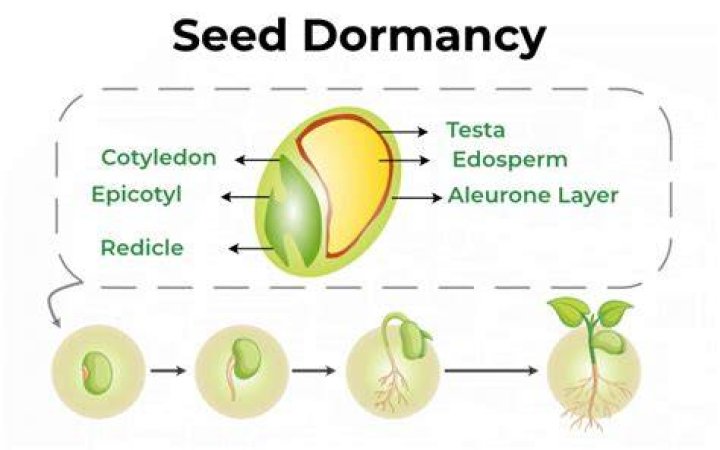 What is seed dormancy and its causes?