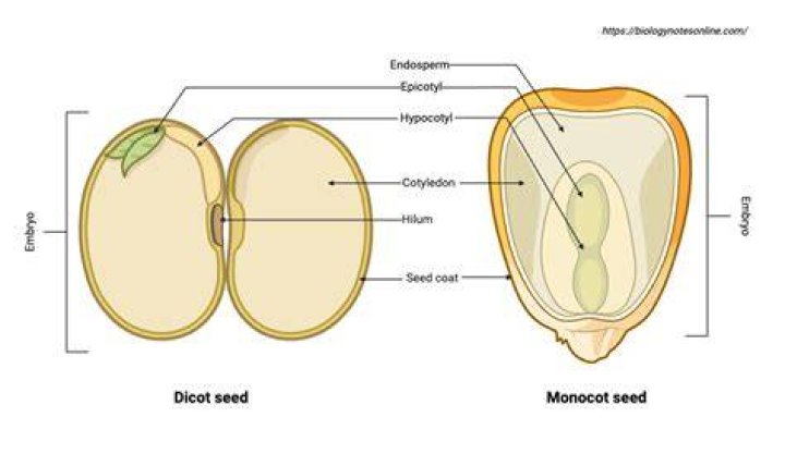 What is seed explain the structure of dicot and monocot seeds?