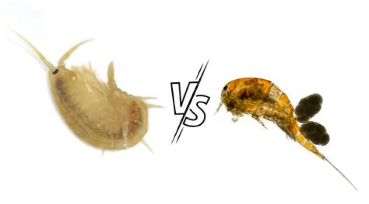What is the difference between copepods and amphipods?