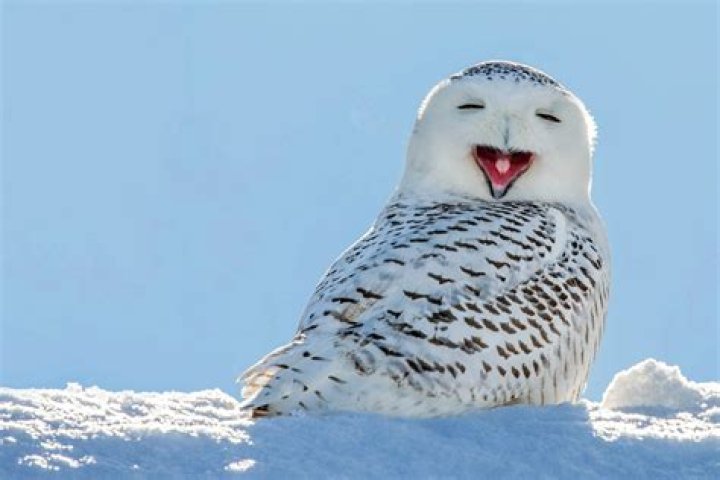 What is the niche of a snowy owl?