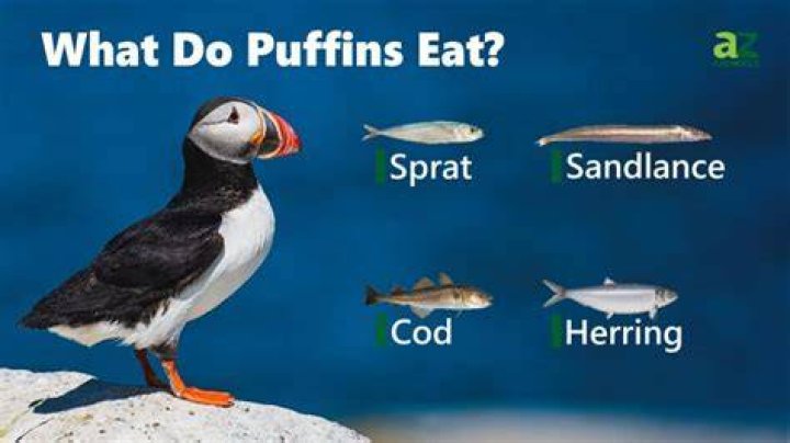 What kind of fish do puffins eat?