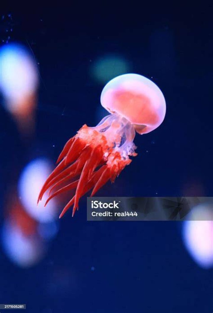 What moves the jellyfish through the water?