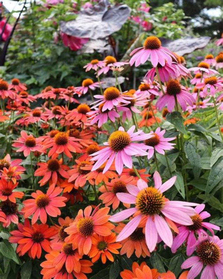 What perennials bloom in the summer?