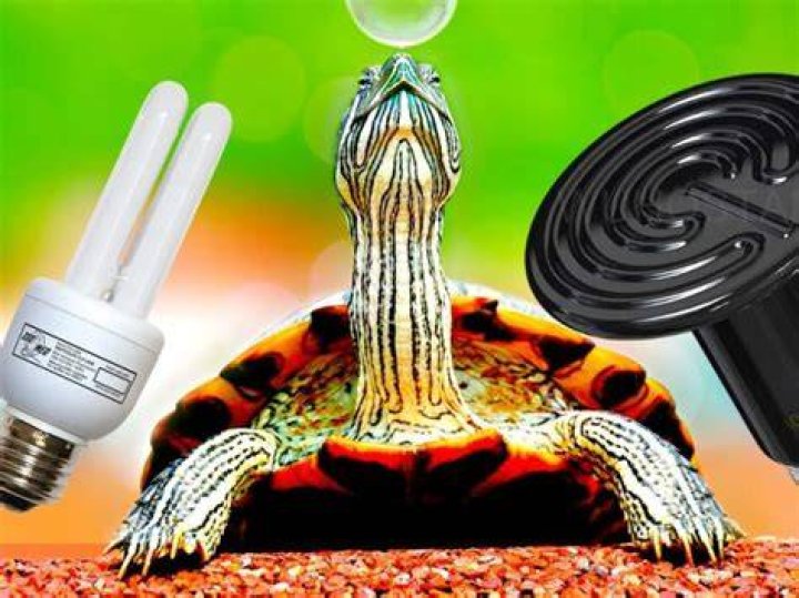 What temperature is too hot for turtles?