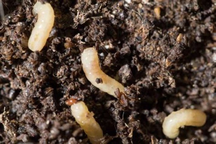 What will kill root maggots?