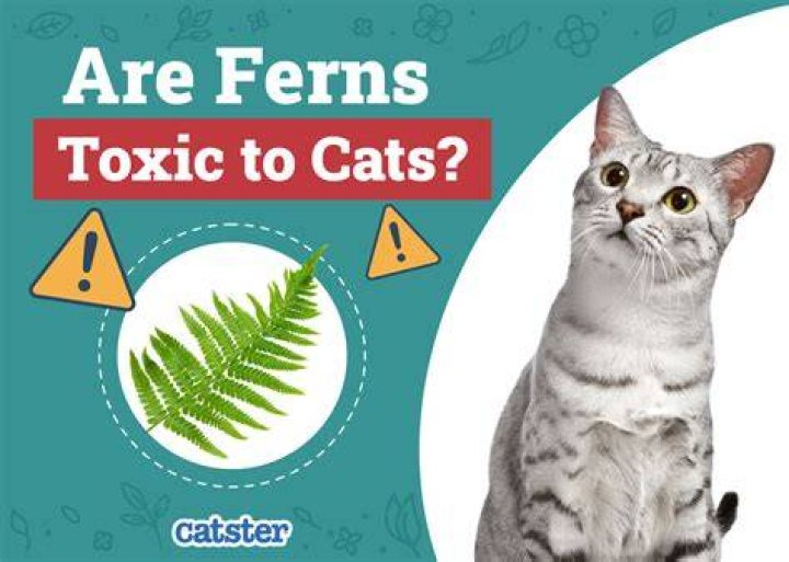 Which ferns are toxic to cats?