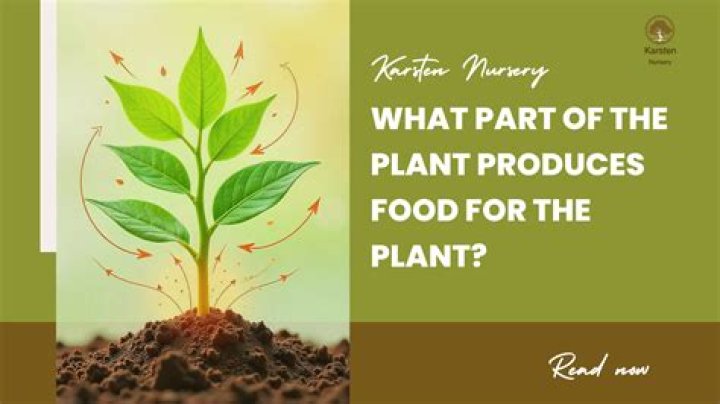 Which part of plant is called Food Factory?