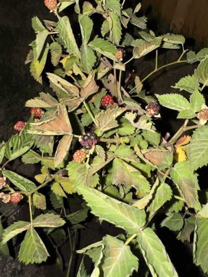Why are my blackberries turning brown?