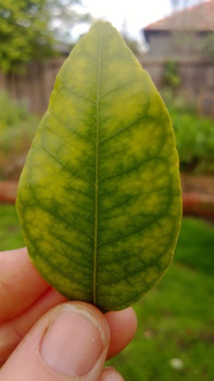 Why are my lemon tree leaves going yellow?