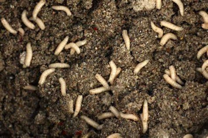 Why are there maggots in my soil?