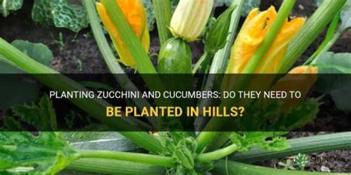 Why do you plant zucchini in hills?