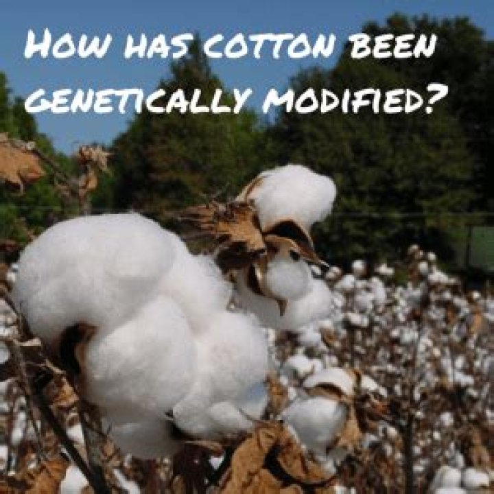 Why has cotton been genetically modified?