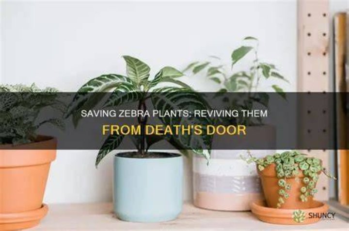 Why is my zebra plant dying?