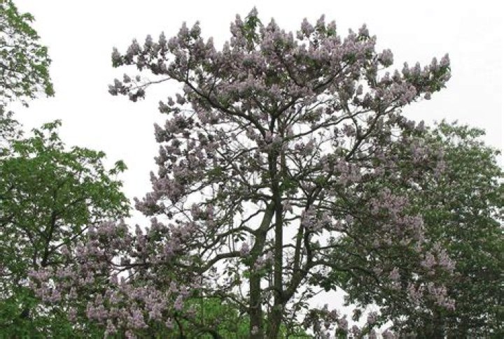 Why is the princess tree considered invasive?