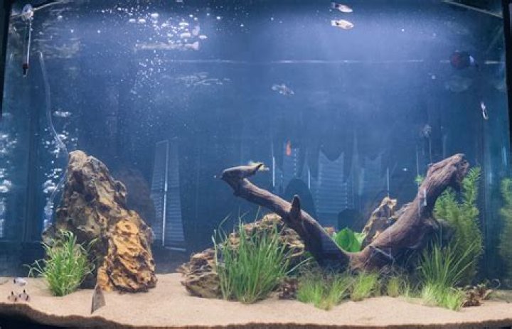 Why is watching fish relaxing?