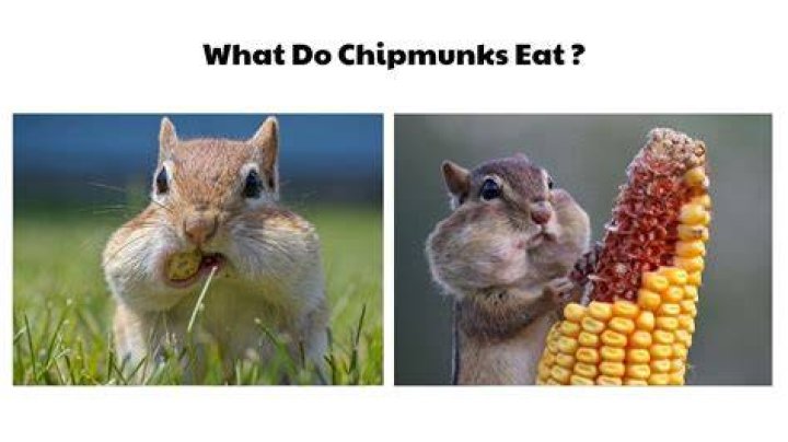 Will chipmunks eat pistachios?