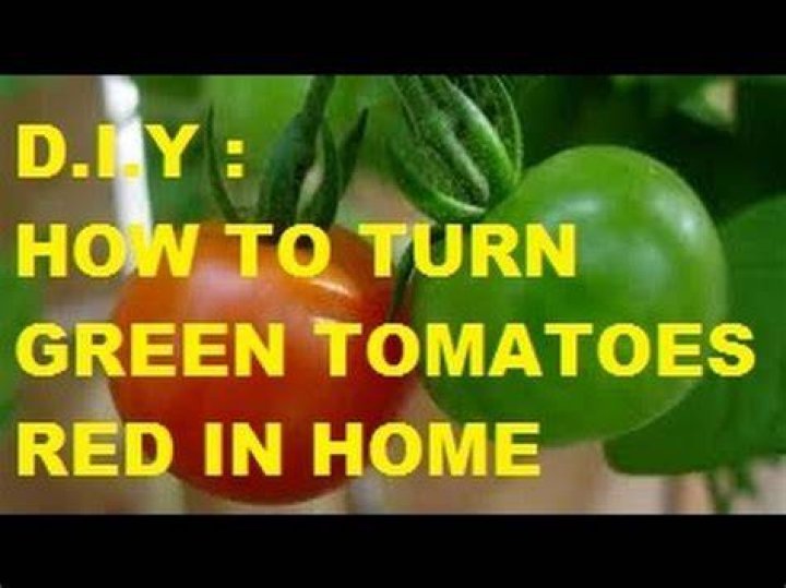 Will green tomatoes turn red in the house?